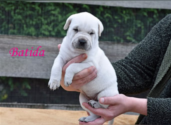 wunderschöne Shar Pei x Labrador Mix Welpen suchen Traumzuhause