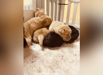Labrador Welpen mit Ahnentafel