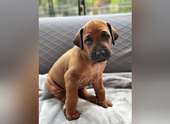 Rhodesian Ridgeback Welpen