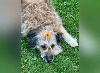Briard Mischling abzugeben