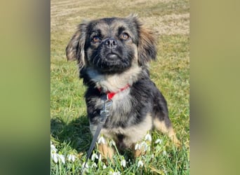 Kleine, feine ♥Roma♥ auf Körbchensuche