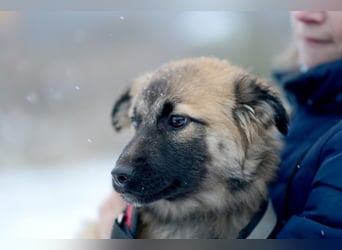 Hübsche HOLLI möchte eine Familie haben