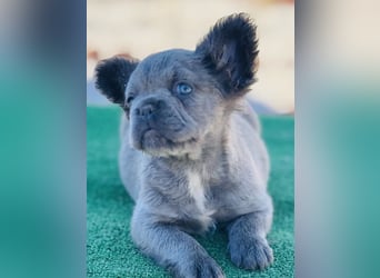 Fluffy Französische Bulldogge