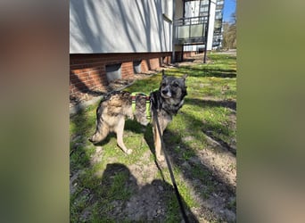 Grisa - eine besondere Hundedame