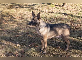 FLOWER - ruhige und sanfte Mali-Mix-Hündin sucht hundeerfahrene Menschen