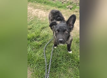 Laroche - Dein neuer bester Hundekumpel (32051 Herford)