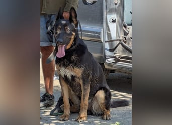 Traumhund Rider sucht sein Glück