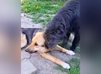 Emma - liebe, soziale, katzenverträgliche Schäferhundmix-Hündin mit Handicap / noch in Rumänien