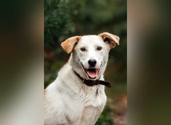 Freundliche Dakota sucht ihre Menschen