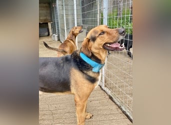 Junger Mischlingsrüde MARLEY (3 Jahre) sucht eine Familie
