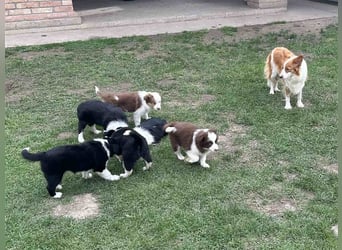 Border Collie Welpe