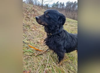 Herzenshund RALF möchte dein Schatten werden