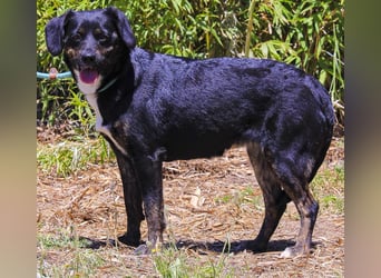 Joia, Mix Labrador / Appenzeller Sennenhund, lieb und sozial