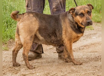 Luna, ebenfalls eine tolle Familienhündin, die noch etwas an ihrer Figur arbeiten muss.