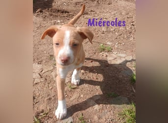 Miércoles 01/2025 (ESP) - verspieltes und neugieriges Podenco Mädchen!