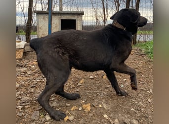 Himerra - schlau und lernwillig