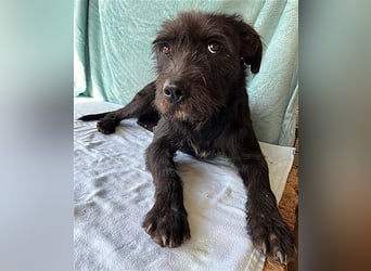 ❤️ RANDY mit den traurigen Augen - 1 Jahr, 45cm/15kg - Schnauzer-Mix