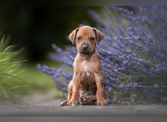 Rhodesian Ridgeback Welpen mit FCI-Ahnentafel