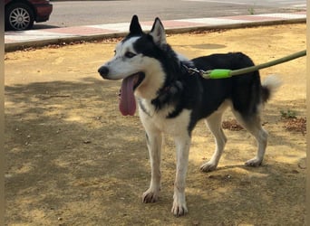 RIKU-Traumhusky gesucht?Liebenswertes ,neugieriges,freundliches Kerlchen sucht Zuhause