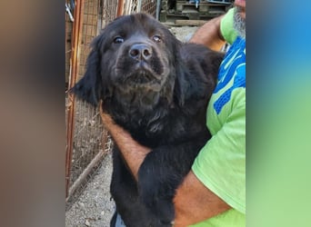 ARCHIE❤️ junger, kinderlieber Chow-Chow-Retriever-Mix-Rüde: perfekter Familienhund!