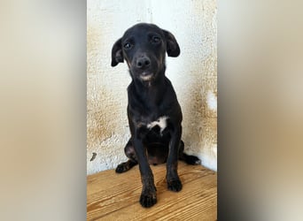 Pippa, muss dringend aus dem Tierheim raus