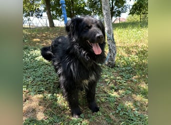 Morty ein Friendly-Dog