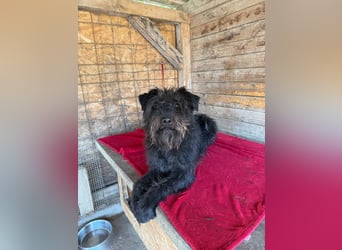 Oskar, Schnauzer-Mix, Rüde, geb. am 15.04.2021, 53 cm, 15 kg
