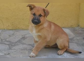 Balu, ein verspieltes Hundekind auf der Suche nach einem Zuhause fürs Leben