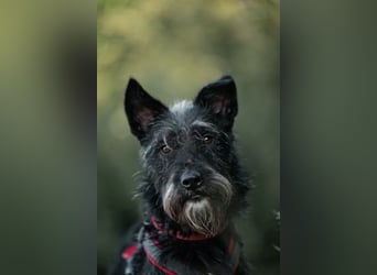 Süsse Phoebe sucht ihr Für-Immer-Zuhause!