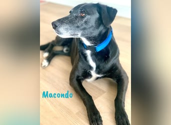 Macondo 04/2020 (in Deutschland) - treuer und liebevoller Labrador-Mix!