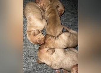 Magyar Vizsla Welpen