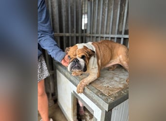 Passion, freundliches Englisch Bulldoggen Mädchen geb. 2018