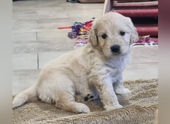 GOLDENDOODLE Traum ! Bezaubernde Welpen aus langjähriger+überprüfter Familienaufzucht.