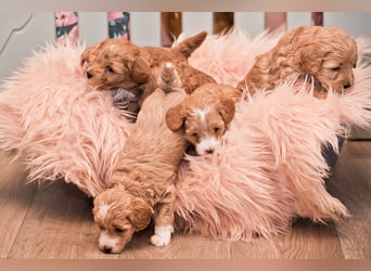 5 Wunderschöne Maltipoo-Welpen suchen ein neues, liebevolles Zuhause!