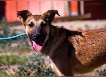 Cindy, Mix Schäferhund / Malinois, lieb und sozial