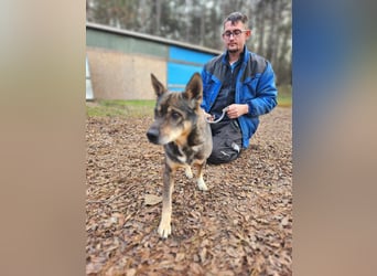 Lacika, 4 Jahre jung, 45 cm, sucht sein Zuhause