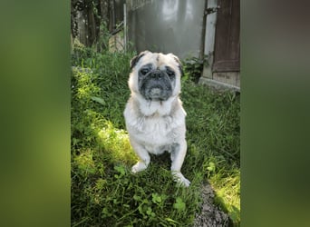 Teddy sucht ein neues Zuhause