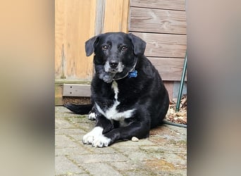 Dhalia - auf PS in 53797 Lohmar - liebe, freundliche Hundedame