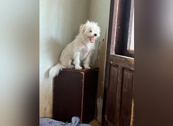 PIP - möchte sich zu einem treuen Begleiter entwickeln!