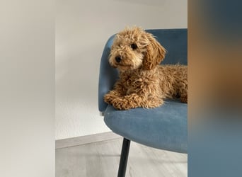 Wunderschöne Mini/Medium Goldendoodle Hündin (max.40cm) in Apricot/Rot zu verkaufen 6 Monate alt