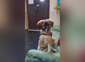 Choco sucht seine Familie