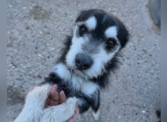 Schnauzer-Mix ♥Milo♥ ein aktiver, absoluter Herzens-Hund