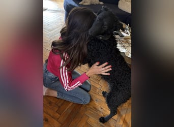 Ruška eine absolut liebenswerte Hündin