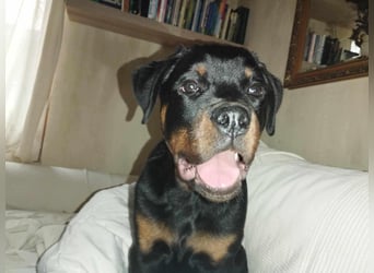 Axel, sucht eine aktive Familie….