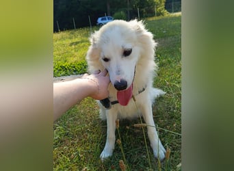 süße Retriever Mischlings Hündin Sally sucht ihre Menschen