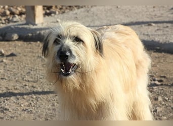 Wakame, wunderbare Dame ihrer Rasse, Gos d Atura /Briard Mix