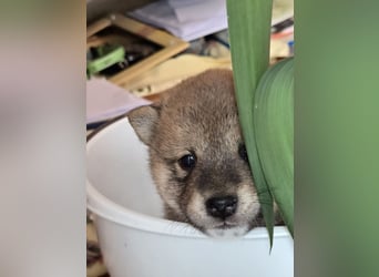 Shiba inu Welpen.   vom Haus Joe   ,Liebhaberzucht