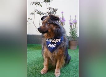 Buddy-SR, möchte dein Freund werden
