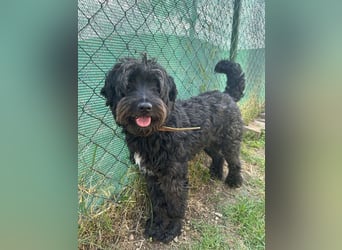 Bruno, Schnauzer-Mischling, Rüde, geb. am 01.04.2023, 48 cm, 14 kg