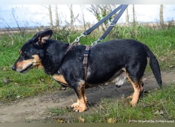 Morci, geb. 06/2017, 34 cm, sucht seine Menschen